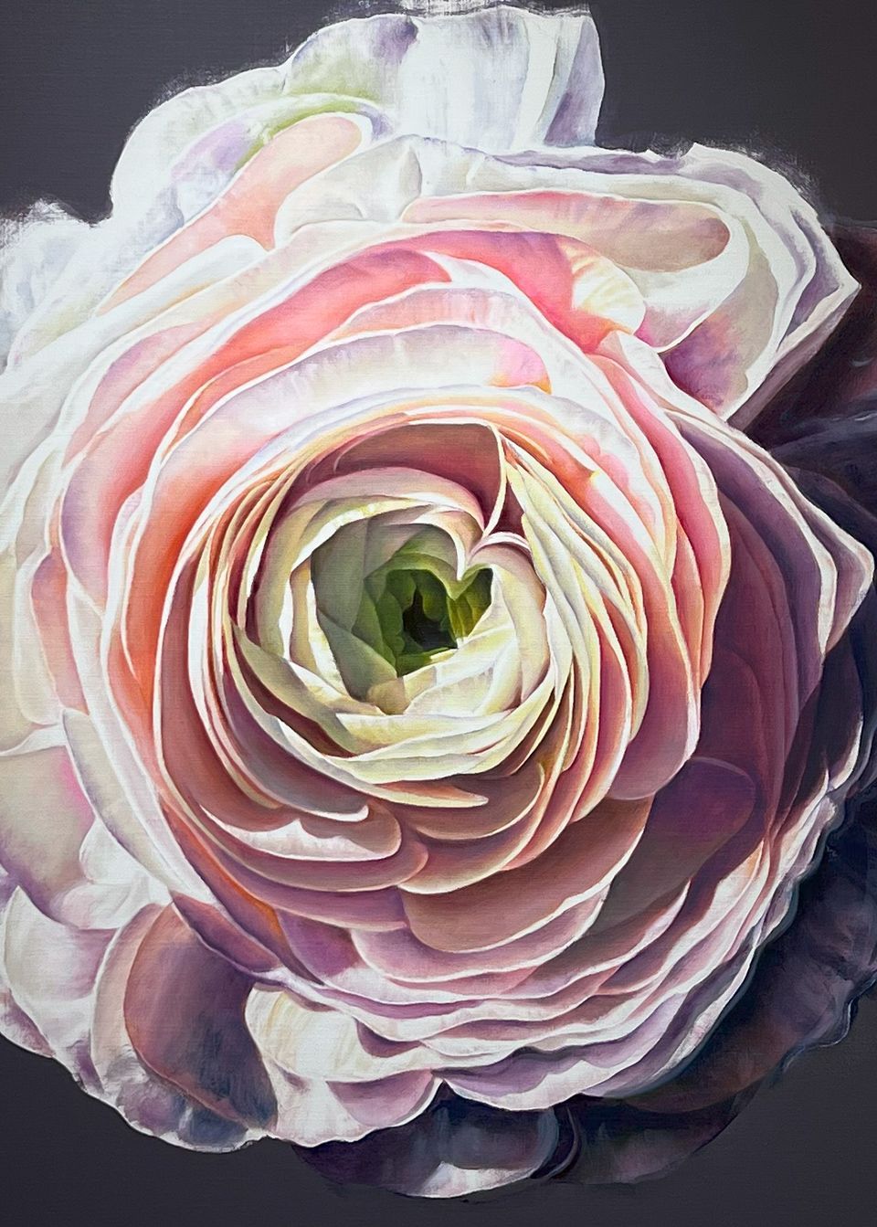 Ranunculus Asiaticus 03