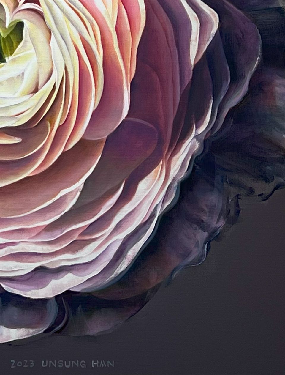 Ranunculus Asiaticus 03